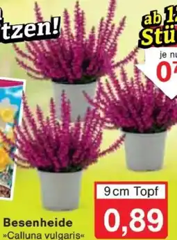 Jawoll Besenheide Angebot