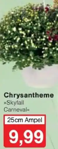Jawoll Chrysantheme Angebot