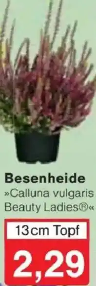 Jawoll Besenheide Angebot