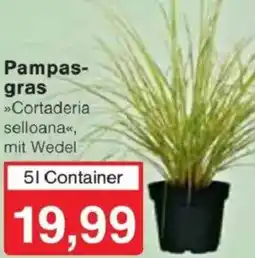 Jawoll Pampasgras Angebot