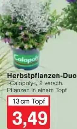 Jawoll Herbstpflanzen-Duo Angebot