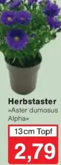 Jawoll Herbstaster Angebot