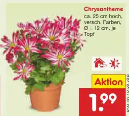 Netto Marken-Discount Chrysantheme Angebot