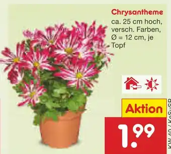 Netto Marken-Discount Chrysantheme Angebot