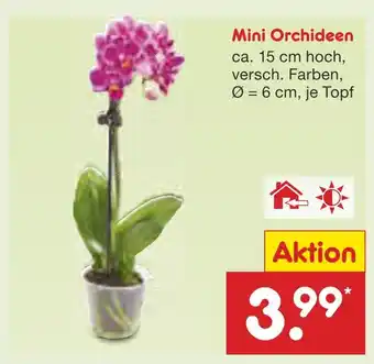 Netto Marken-Discount Mini orchideen Angebot
