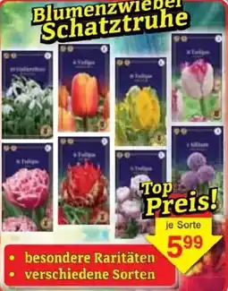 Jawoll Blumenzwiebel Schatztruhe Angebot