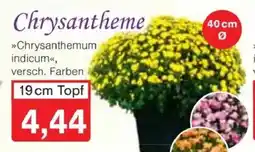 Jawoll Chrysantheme Angebot