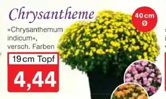Jawoll Chrysantheme Angebot