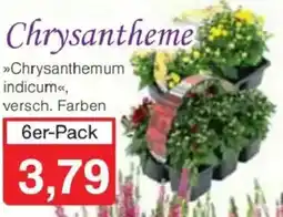 Jawoll Chrysantheme 6er-Pack Angebot