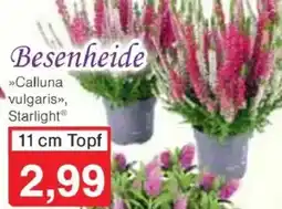 Jawoll Besenheide Angebot