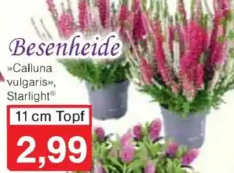 Jawoll Besenheide Angebot