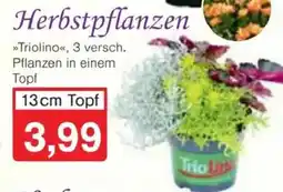 Jawoll Herbstpflanzen 13cm Topf Angebot