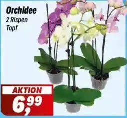 Simmel Orchidee Angebot