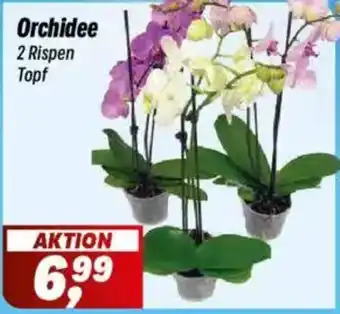 Simmel Orchidee Angebot