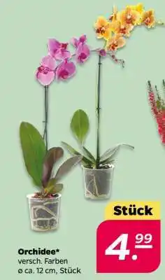 NETTO Orchidee Angebot