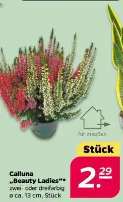 NETTO Calluna Beauty Ladies Angebot