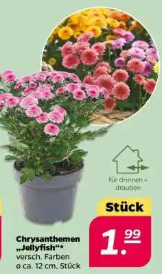 NETTO Chrysanthemen 'Jellyfish' Angebot