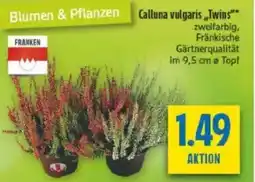 diska Calluna vulgaris „Twins** Angebot