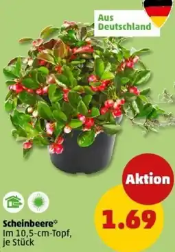 PENNY Scheinbeere Angebot