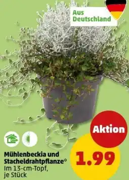 PENNY Mühlenbeckia und Stacheldrahtpflanze Angebot