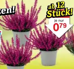 Wiglo Wunderland Besenheide Angebot