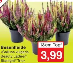 Wiglo Wunderland Besenheide Angebot