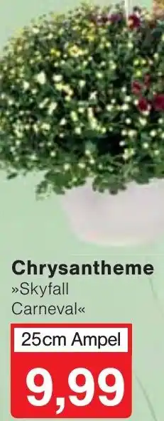 Wiglo Wunderland Chrysantheme Angebot