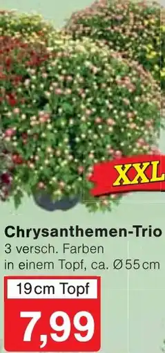 Wiglo Wunderland Chrysanthemen-Trio Angebot