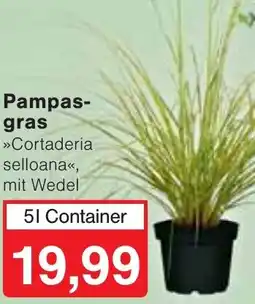 Wiglo Wunderland Pampasgras Angebot