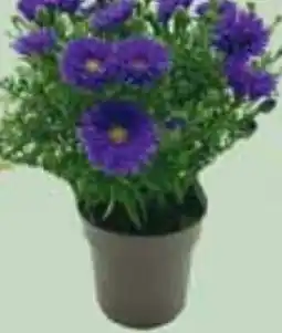 Wiglo Wunderland Herbstaster Angebot