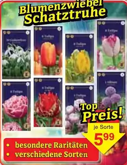 Wiglo Wunderland Blumenzwiebel Schatztruhe Angebot