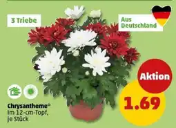 PENNY Chrysantheme Angebot