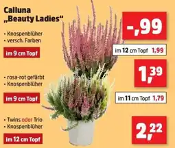 Thomas Philipps Calluna ,,Beauty Ladies" im 9 cm Topf Angebot
