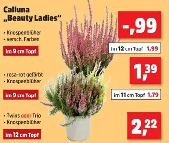 Thomas Philipps Calluna ,,Beauty Ladies" im 9 cm Topf Angebot