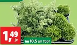 Thomas Philipps Hebe-Mix Angebot