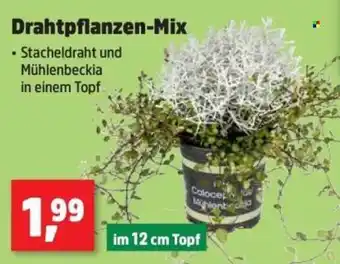 Thomas Philipps Drahtpflanzen-Mix Angebot