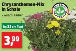 Thomas Philipps Chrysanthemen-Mix in Schale Angebot