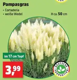 Thomas Philipps Pampasgras Angebot