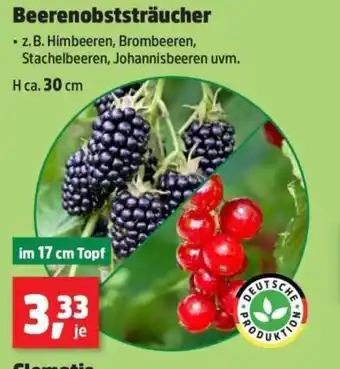 Thomas Philipps Beerenobststräucher Angebot
