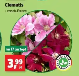 Thomas Philipps Clematis Angebot