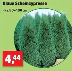 Thomas Philipps Blaue Scheinzypresse Angebot