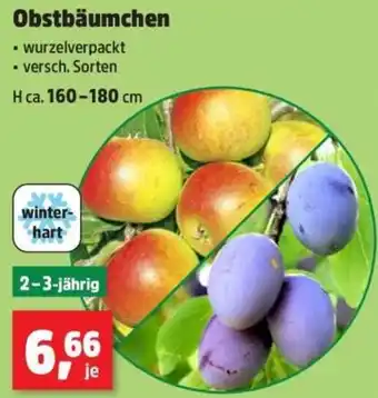Thomas Philipps Obstbäumchen Angebot