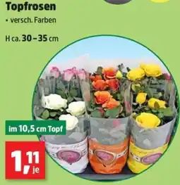 Thomas Philipps Topfrosen Angebot