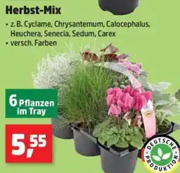 Thomas Philipps Herbst-Mix Angebot