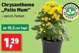 Thomas Philipps Chrysantheme ,,Patio Mum" Angebot