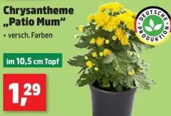 Thomas Philipps Chrysantheme ,,Patio Mum" Angebot