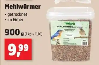 Thomas Philipps Mehlwürmer Angebot