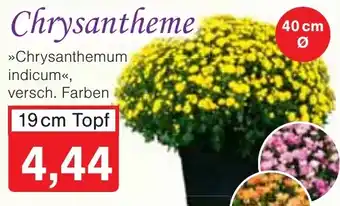 Wiglo Wunderland Chrysantheme Angebot