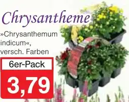 Wiglo Wunderland Chrysantheme Angebot