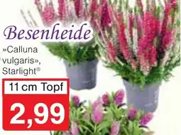 Wiglo Wunderland Besenheide Angebot